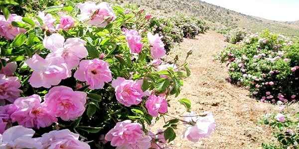 تصویر 1 از فروش گل محمدی تازه+ قیمت خرید به صرفه